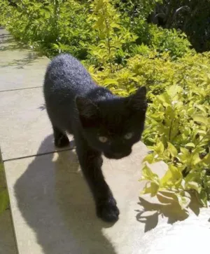 Gato raça SRD idade 2 a 6 meses nome Neguinho