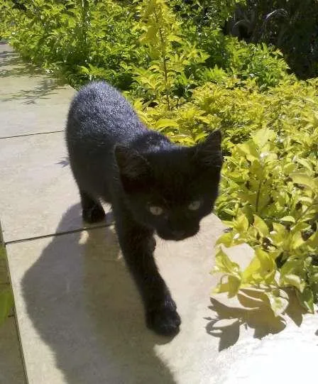 Gato ra a SRD idade 2 a 6 meses nome Neguinho