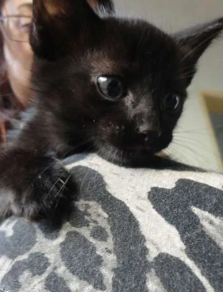 Gato ra a  idade Abaixo de 2 meses nome Filhote