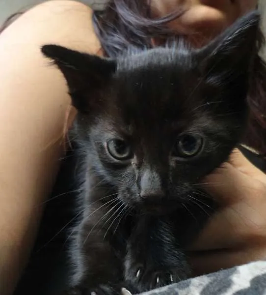 Gato ra a  idade Abaixo de 2 meses nome Filhote
