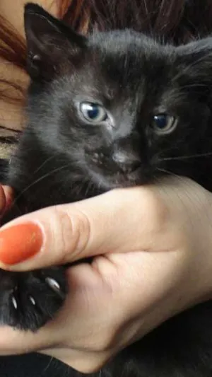 Gato raça  idade Abaixo de 2 meses nome Filhote