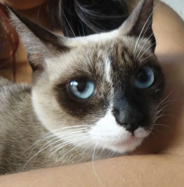 Gato ra a Siamês idade 7 a 11 meses nome Celine