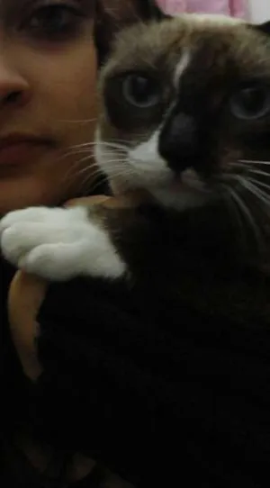 Gato raça Siamês idade 7 a 11 meses nome Celine