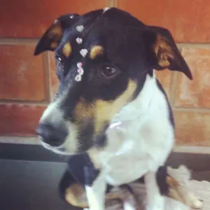 Cachorro raça SRD idade 2 a 6 meses nome Larí