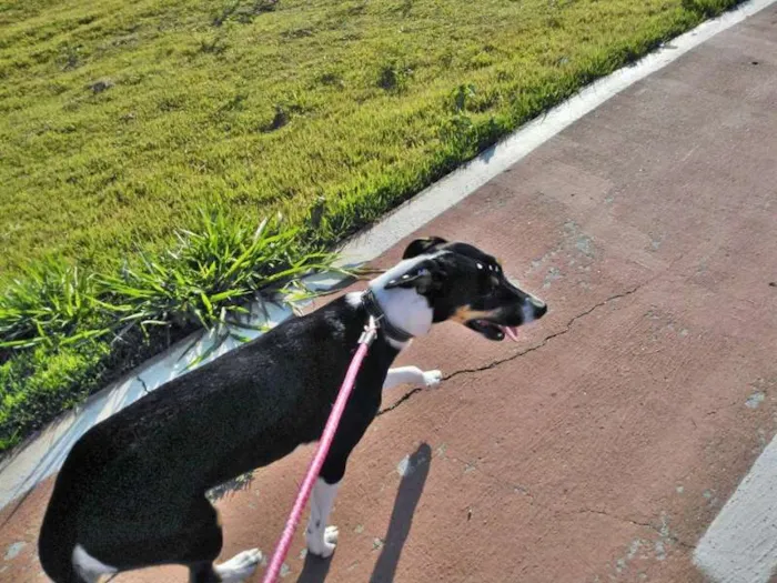 Cachorro ra a SRD idade 2 a 6 meses nome Larí