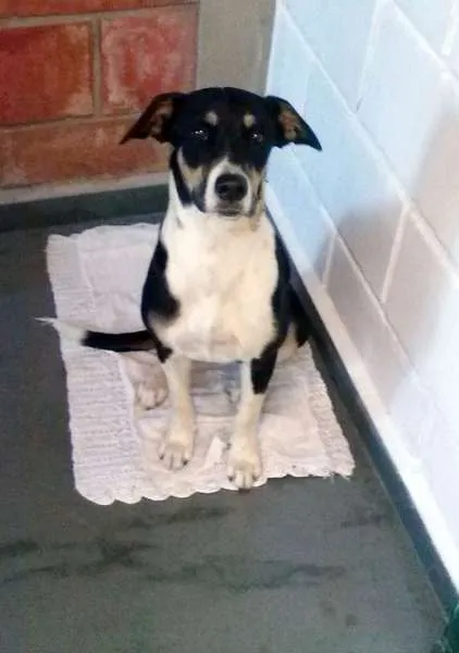 Cachorro ra a SRD idade 2 a 6 meses nome Larí