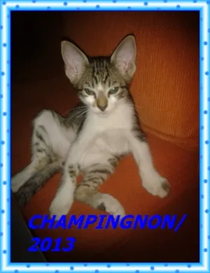 Gato raça srd idade 2 a 6 meses nome Champingnon