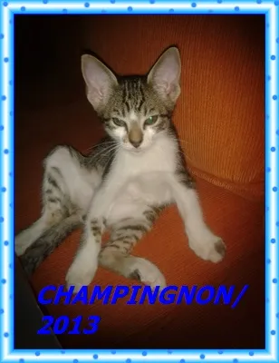 Gato raça srd idade 2 a 6 meses nome Champingnon