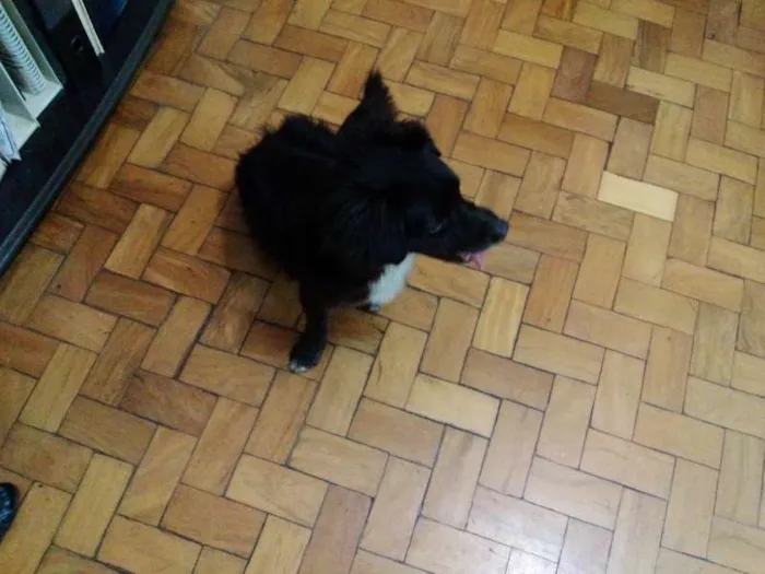 Cachorro ra a SRD idade 2 anos nome Toby