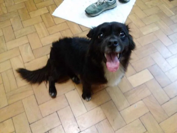 Cachorro ra a SRD idade 2 anos nome Toby