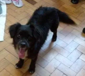 Cachorro ra a SRD idade 2 anos nome Toby