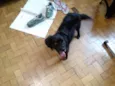 Toby
