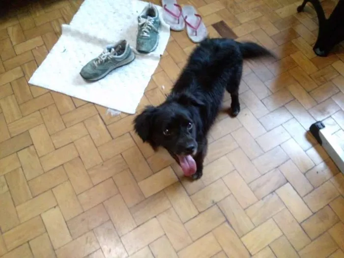 Cachorro ra a SRD idade 2 anos nome Toby