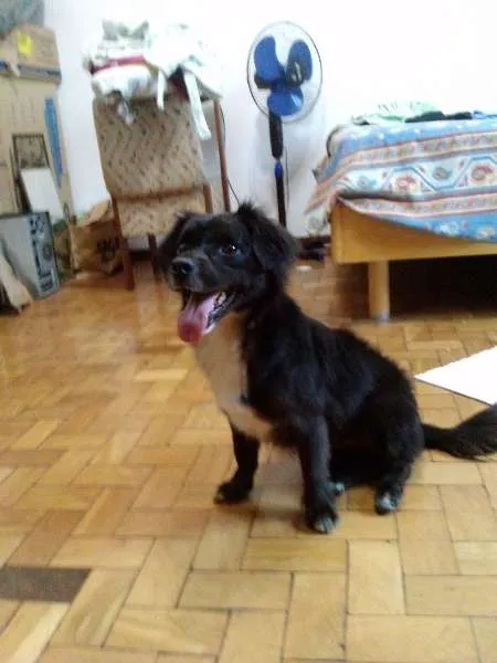 Cachorro ra a SRD idade 2 anos nome Toby