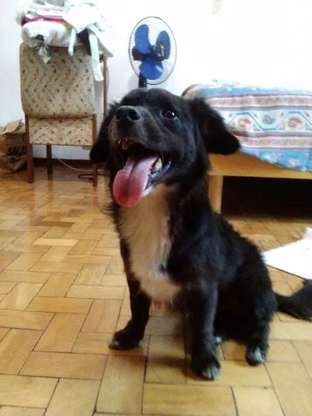Cachorro ra a SRD idade 2 anos nome Toby