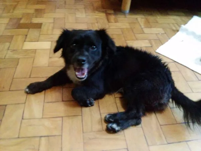 Cachorro ra a SRD idade 2 anos nome Toby