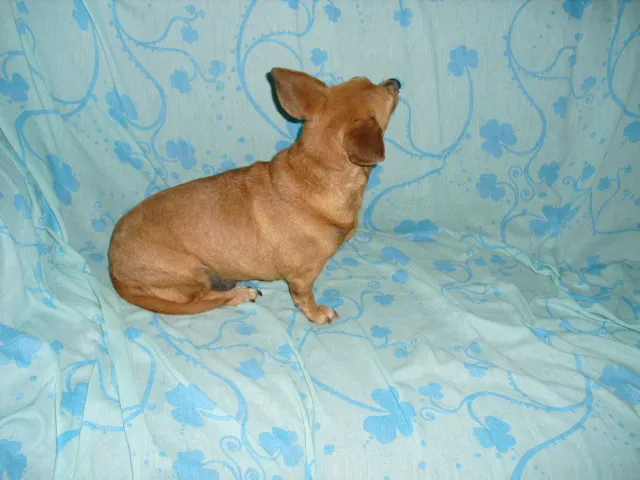 Cachorro ra a SRD idade 3 anos nome Dama