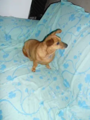 Cachorro raça SRD idade 3 anos nome Dama