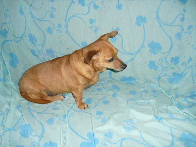 Cachorro ra a SRD idade 3 anos nome Dama