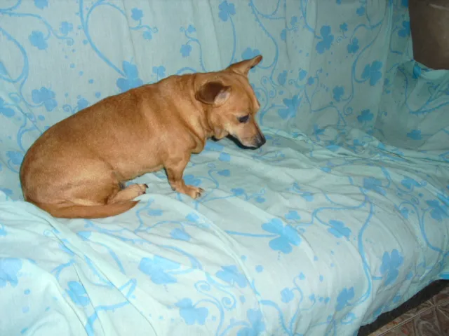 Cachorro ra a SRD idade 3 anos nome Dama