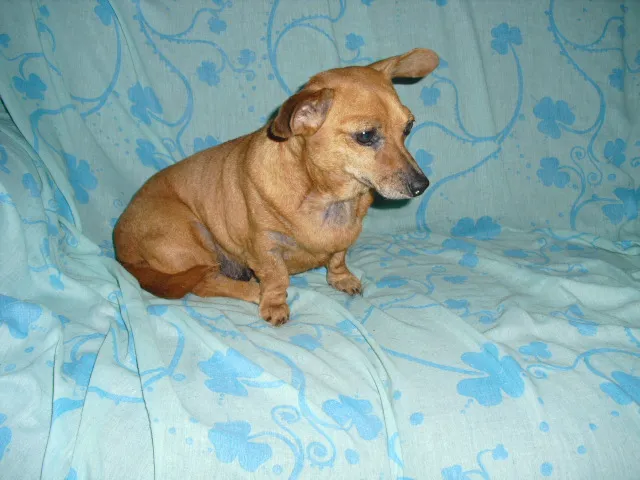 Cachorro ra a SRD idade 3 anos nome Dama