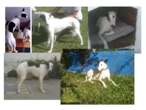 Cachorro raça WIPPET idade 1 ano nome BOB