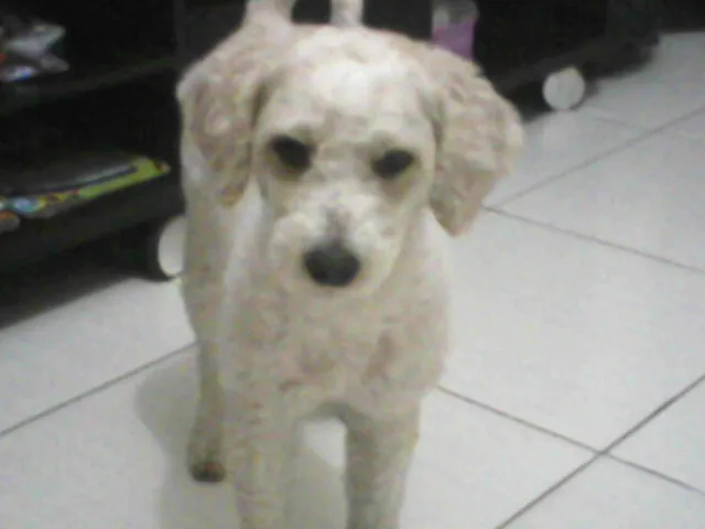 Cachorro ra a poodle idade 5 anos nome Nenê