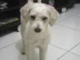 Nenê