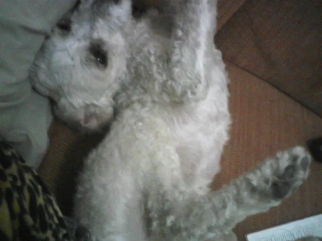Cachorro ra a poodle idade 5 anos nome Nenê