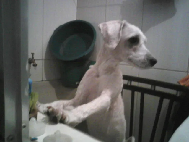 Cachorro ra a poodle idade 5 anos nome Nenê