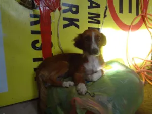 Cachorro raça vira lata idade 7 a 11 meses nome bolinha