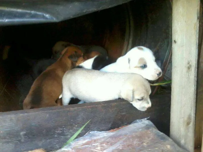 Cachorro raça Desconhecida idade Abaixo de 2 meses nome Ainda sem nome