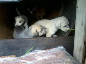 Cachorro raça Desconhecida idade Abaixo de 2 meses nome Ainda sem nome