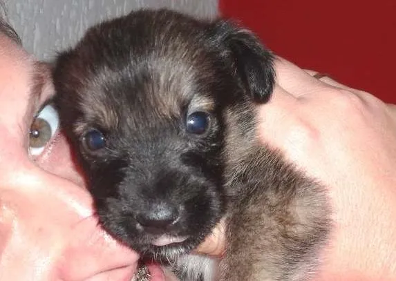 Cachorro ra a n sei idade Abaixo de 2 meses nome atila