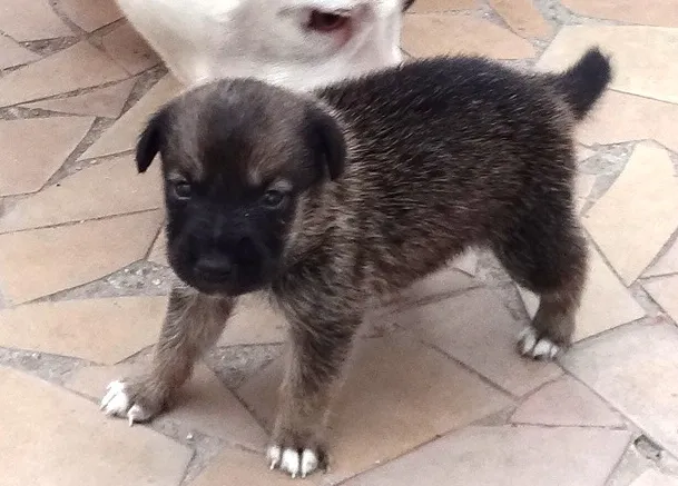 Cachorro ra a n sei idade Abaixo de 2 meses nome atila