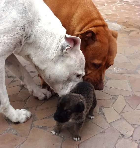 Cachorro ra a n sei idade Abaixo de 2 meses nome atila