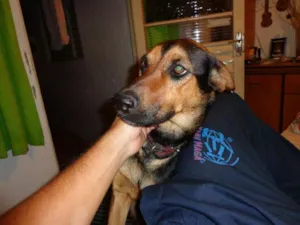 Cachorro raça SRD idade 2 anos nome Pandora