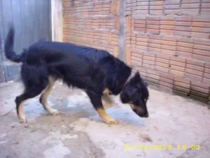 Cachorro raça SRD idade 1 ano nome urso