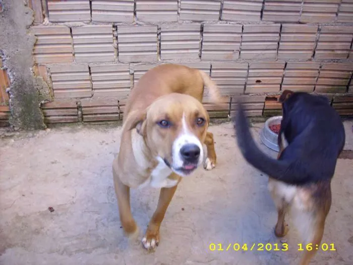 Cachorro ra a SRD idade 1 ano nome Conan