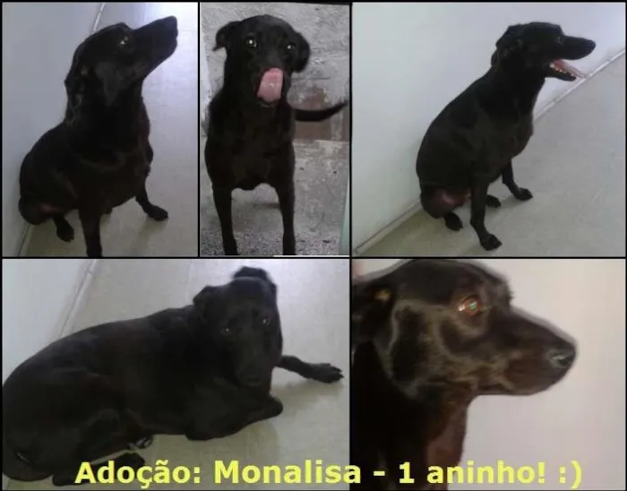 Cachorro ra a SRD idade 1 ano nome Monalisa