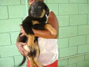 Cachorro raça SRD idade 2 a 6 meses nome Macho 02