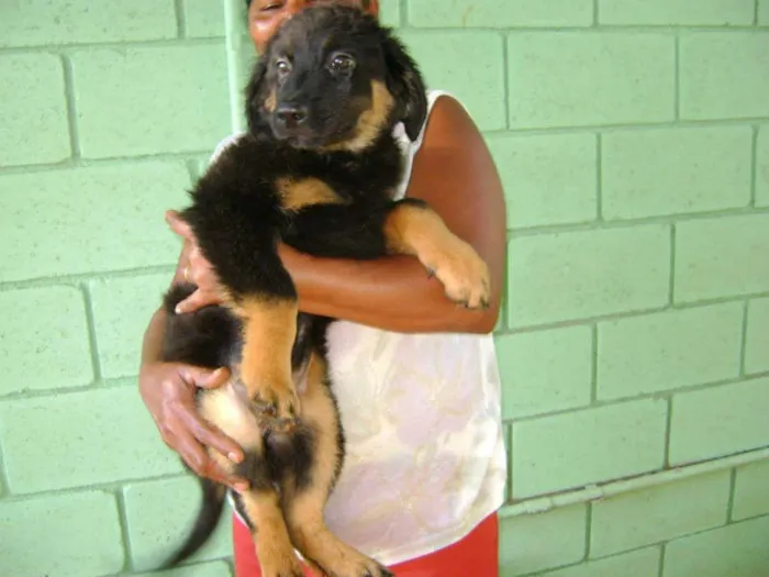 Cachorro ra a SRD idade 2 a 6 meses nome Macho 02
