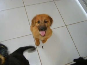 Cachorro raça SRD idade 2 a 6 meses nome Macho 05