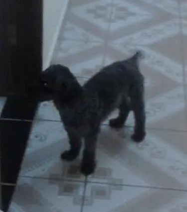 Cachorro ra a Poodle idade 3 anos nome Bené GRATIFICA