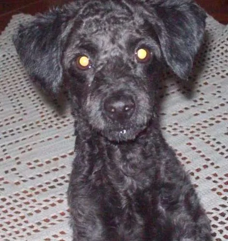 Cachorro ra a Poodle idade 3 anos nome Bené GRATIFICA
