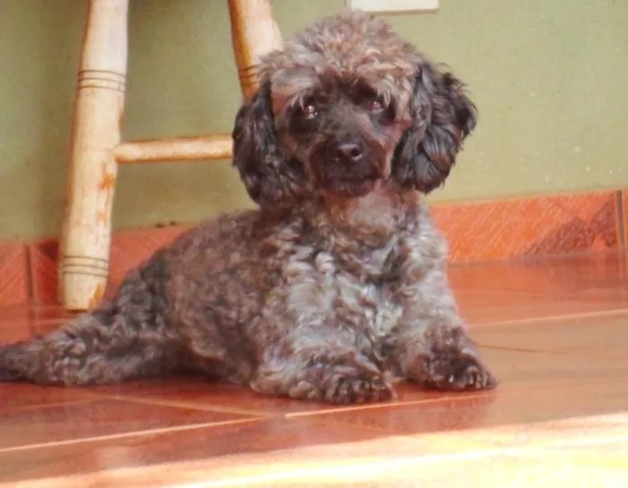 Cachorro ra a Poodle idade 3 anos nome Bené GRATIFICA