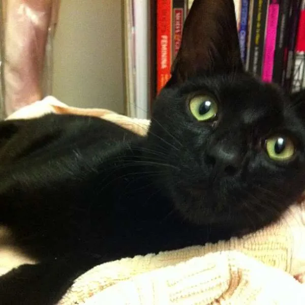 Gato ra a SRD idade 1 ano nome Bruce