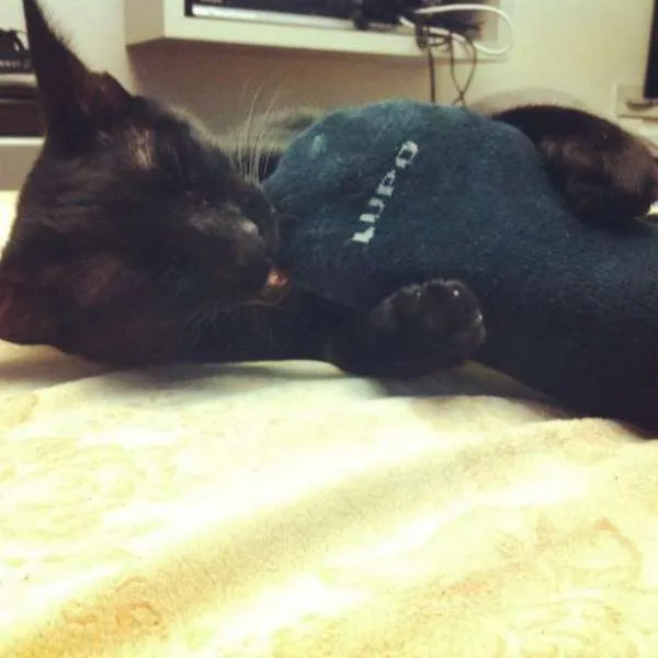 Gato ra a SRD idade 1 ano nome Bruce
