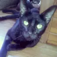 Bruce
