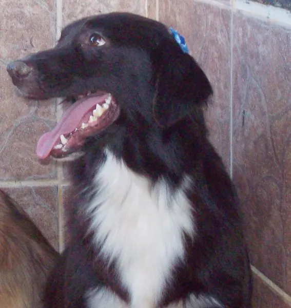 Cachorro ra a SRD idade 1 ano nome Lane